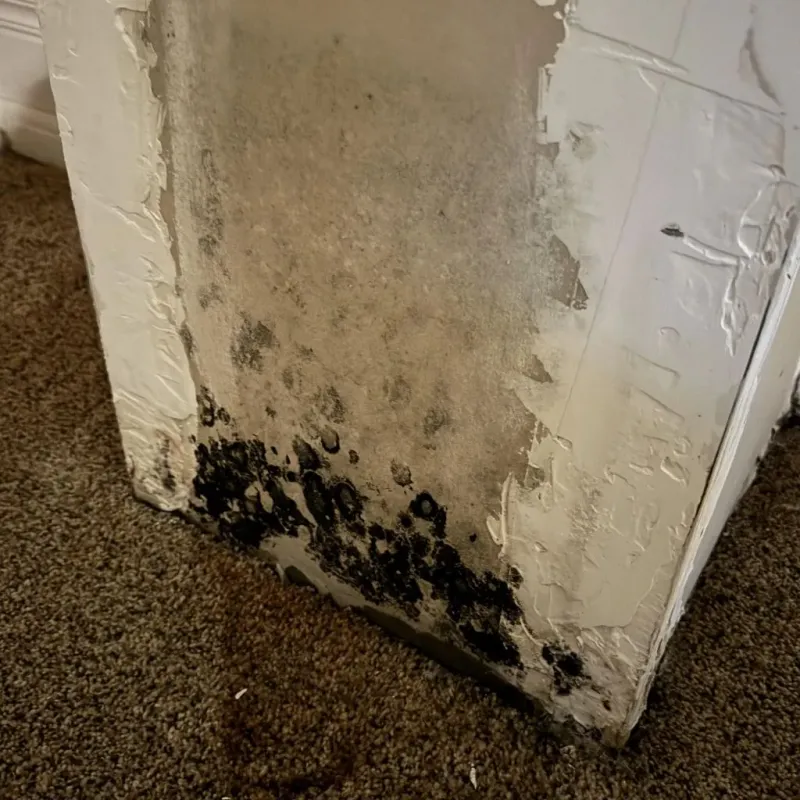 Professional Mold Removal in Mount Pleasant, TN